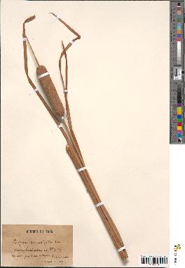spécimen de Typha angustifolia