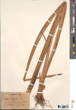 spécimen de Typha latifolia
