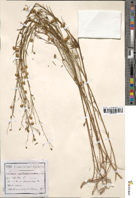 spécimen de Linum usitatissimum