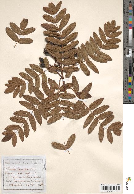 spécimen de Sorbus domestica