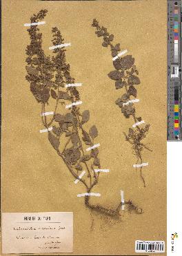 spécimen de Calamintha ascendens