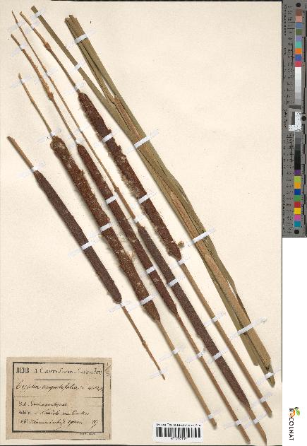 spécimen de Typha angustifolia