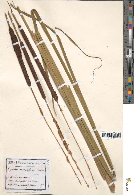 spécimen de Typha angustifolia
