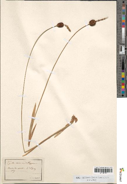 spécimen de Typha minima