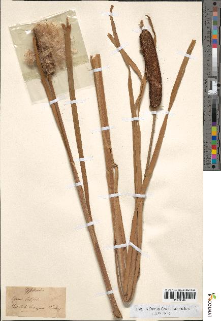 spécimen de Typha latifolia