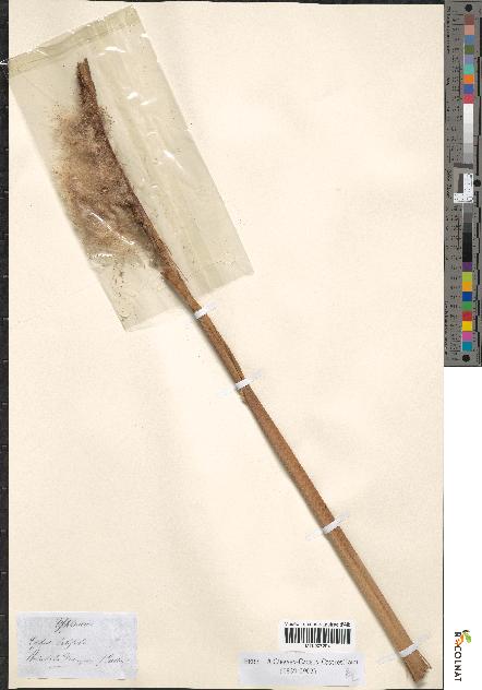 spécimen de Typha latifolia
