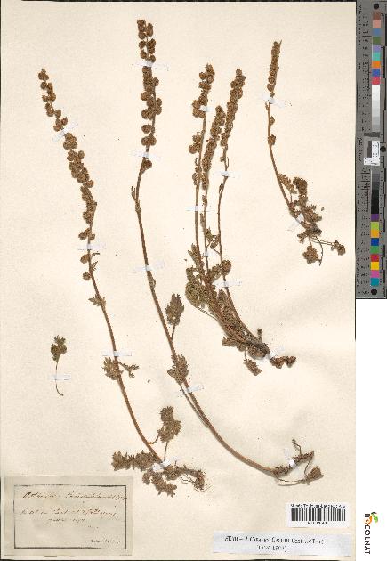 spécimen de Artemisia tanacetifolia