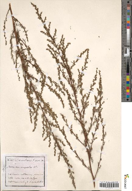 spécimen de Artemisia campestris