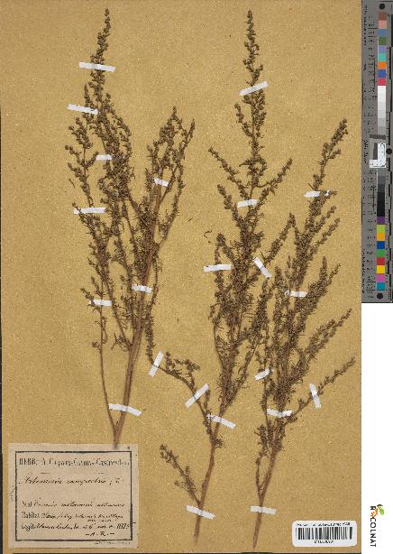 spécimen de Artemisia campestris