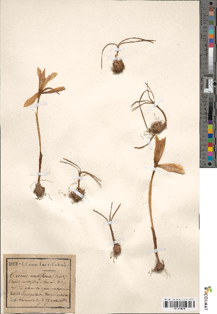 spécimen de Crocus multifidus