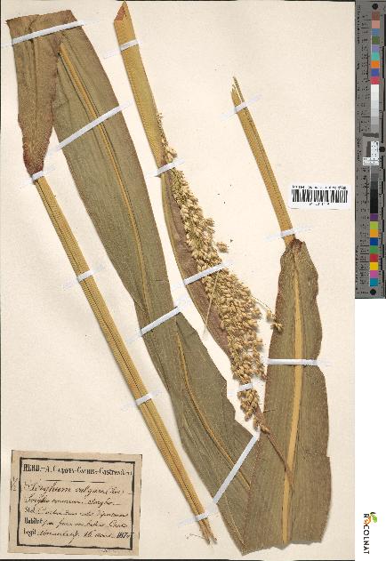 spécimen de Sorghum vulgare