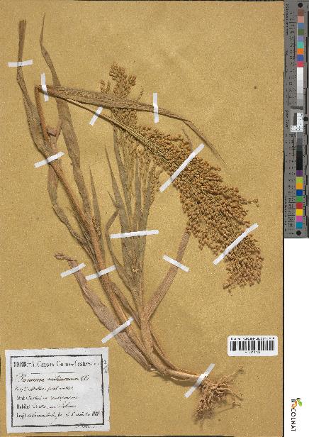 spécimen de Panicum miliaceum