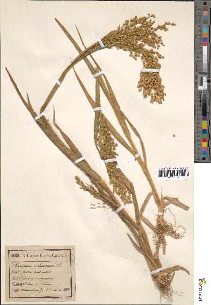 spécimen de Panicum miliaceum