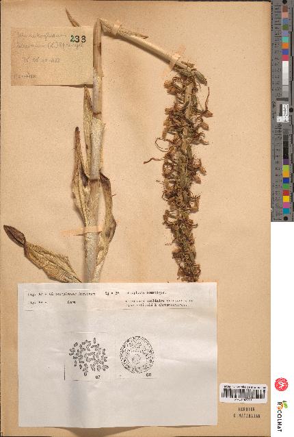 spécimen de Himantoglossum hircinum