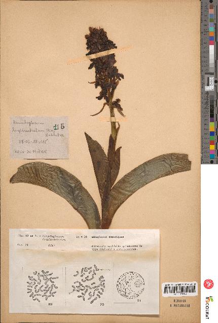 spécimen de Himantoglossum longibracteatum