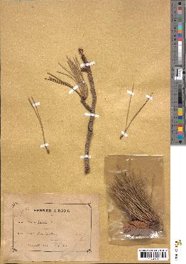 spécimen de Pinus laricio