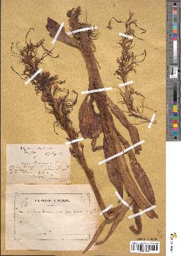 spécimen de Loroglossum hircinum