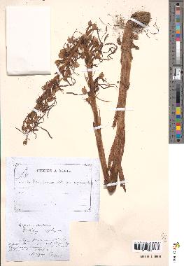 spécimen de Loroglossum hircinum