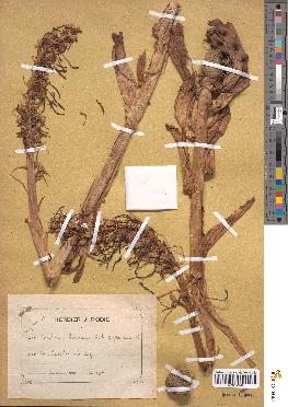 spécimen de Loroglossum hircinum