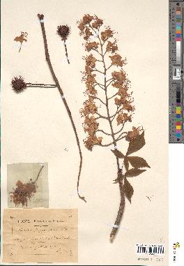 spécimen de Aesculus hippocastanum