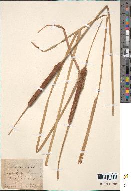 spécimen de Typha angustifolia