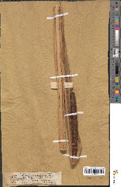 spécimen de Typha × provincialis
