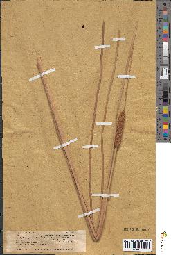 spécimen de Typha angustifolia