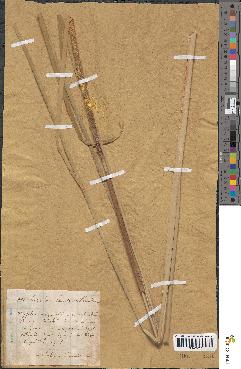 spécimen de Typha angustifolia