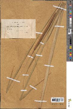 spécimen de Typha angustifolia