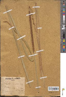 spécimen de Typha angustifolia