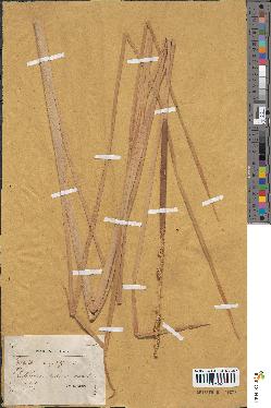 spécimen de Typha angustifolia