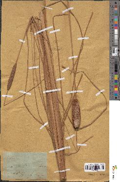 spécimen de Typha laxmannii