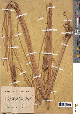 spécimen de Typha laxmannii