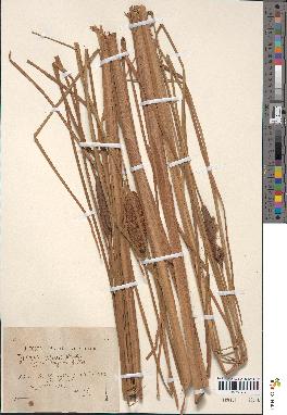 spécimen de Typha laxmannii