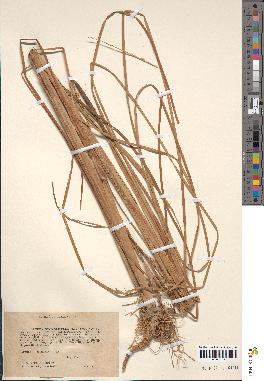 spécimen de Typha laxmannii