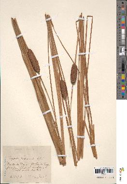 spécimen de Typha laxmannii