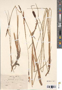 spécimen de Typha minima
