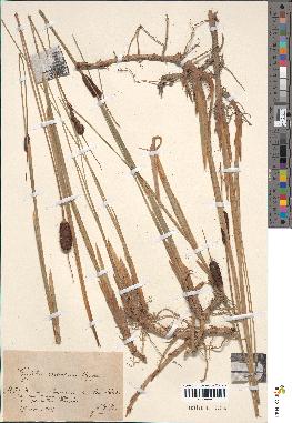 spécimen de Typha minima
