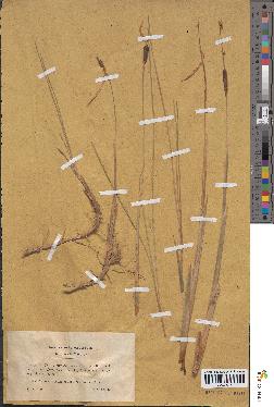 spécimen de Typha minima