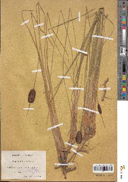 spécimen de Typha minima