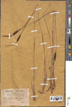 spécimen de Typha minima