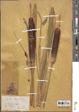 spécimen de Typha latifolia