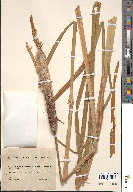 spécimen de Typha latifolia x shuttlevorthii
