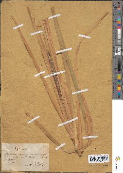 spécimen de Typha × elata