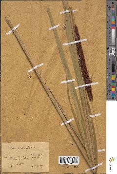 spécimen de Typha angustifolia