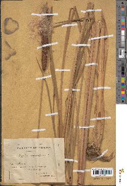 spécimen de Typha angustifolia
