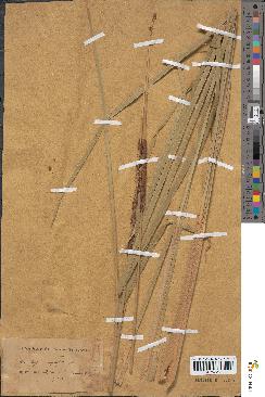 spécimen de Typha angustifolia
