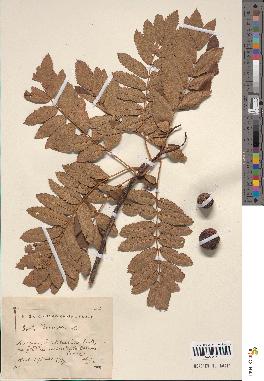 spécimen de Sorbus domestica