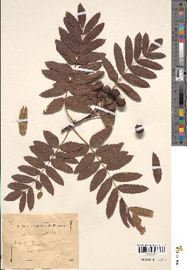 spécimen de Sorbus domestica