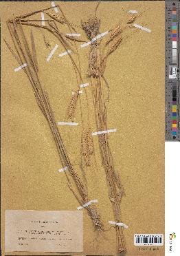 spécimen de Triticum monococcum